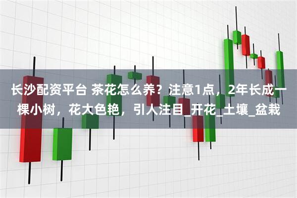 长沙配资平台 茶花怎么养？注意1点，2年长成一棵小树，花大色艳，引人注目_开花_土壤_盆栽
