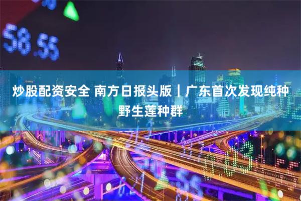炒股配资安全 南方日报头版｜广东首次发现纯种野生莲种群